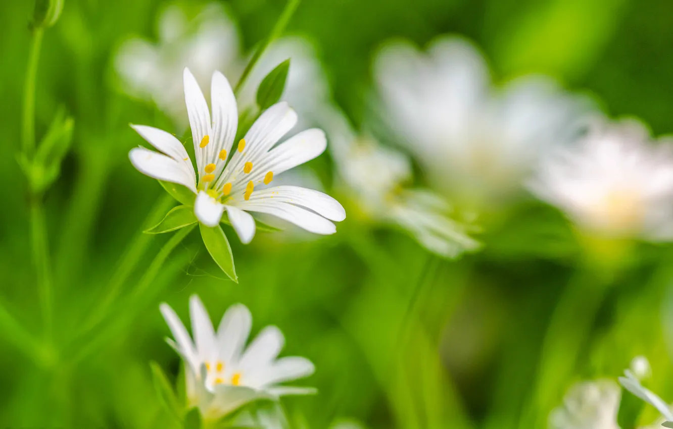 Photo wallpaper grass, nature, petals, meadow