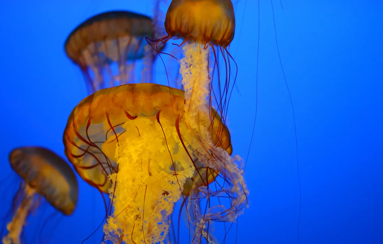 Photo wallpaper sea, jellyfish, under water, a lot