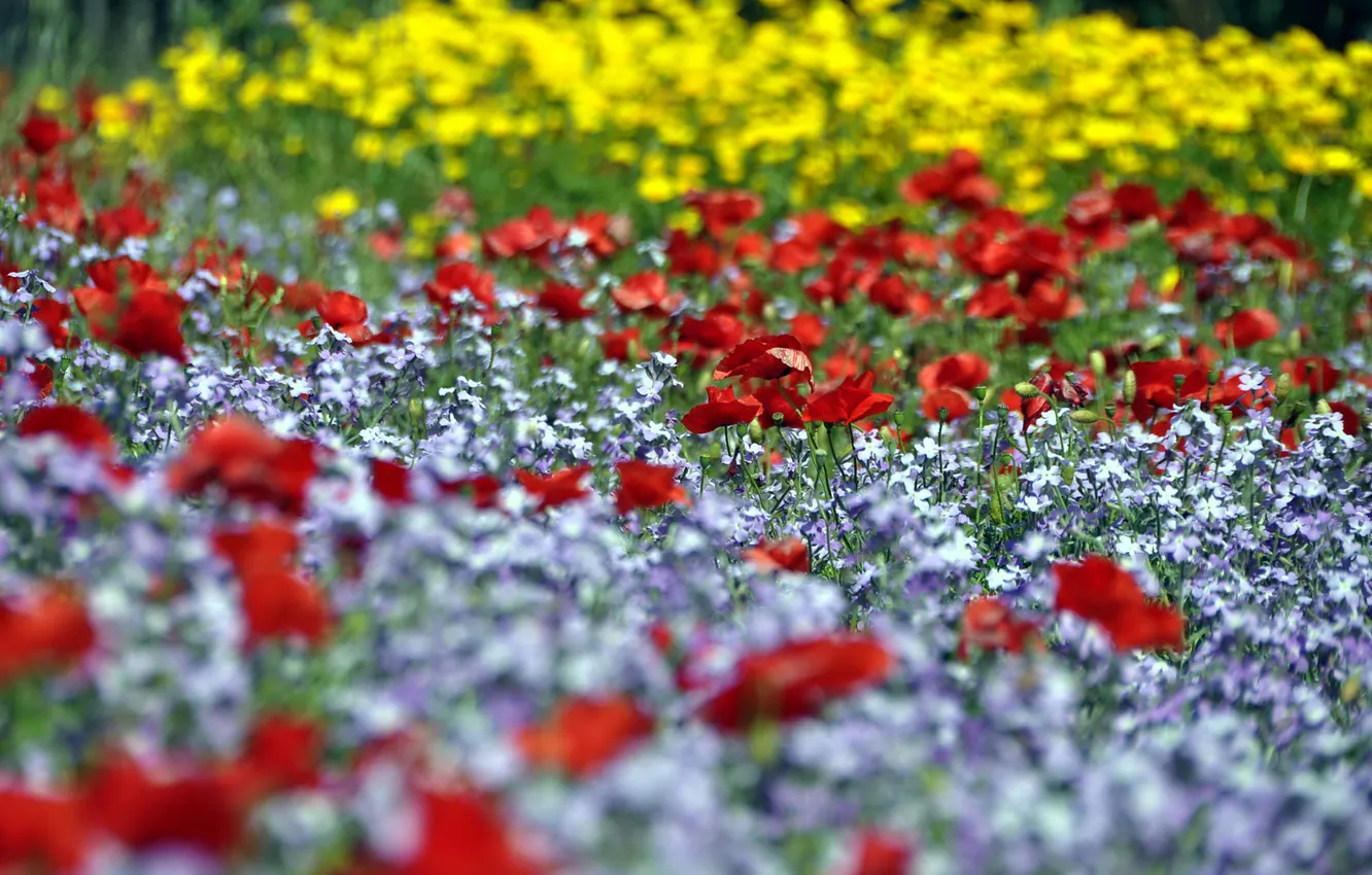 Photo wallpaper flowers, glade, Maki, red, flowerbed, field