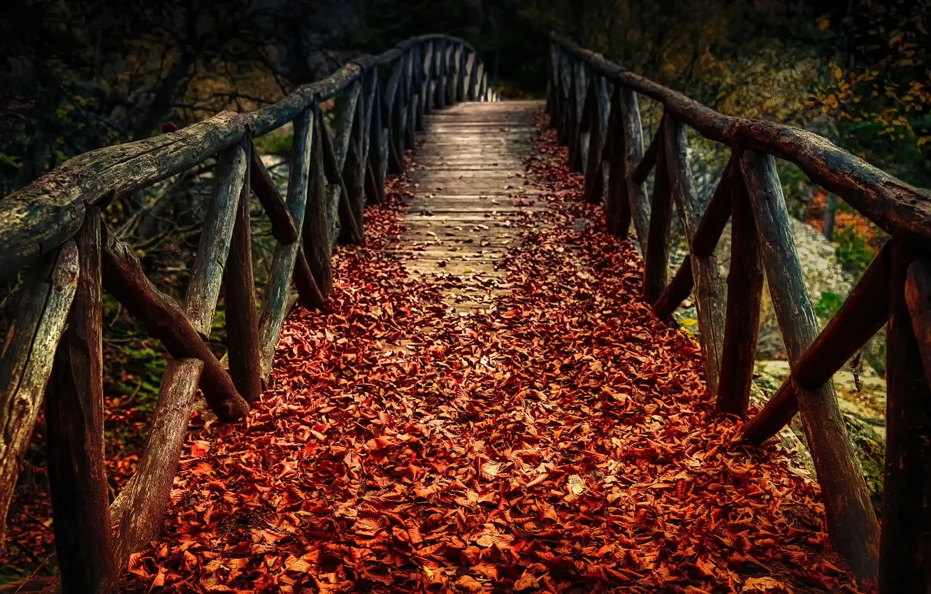 Photo wallpaper autumn, leaves, bridge, nature, time of the year