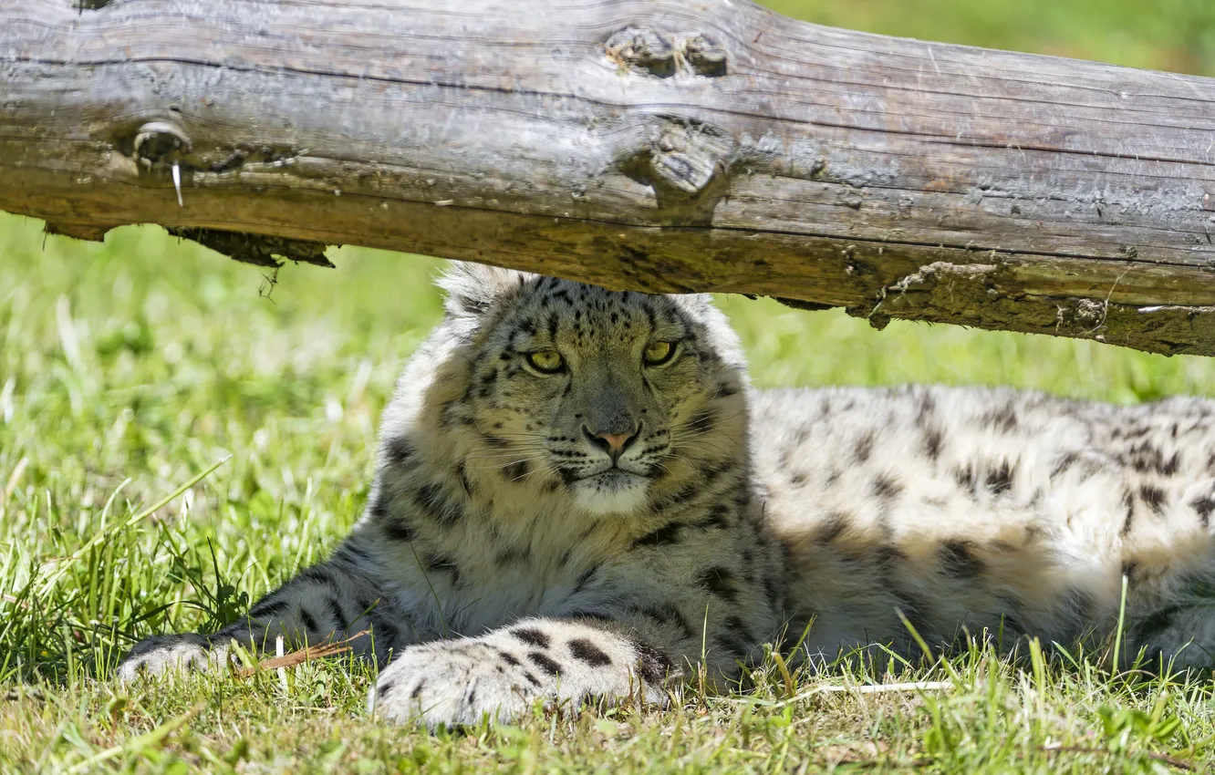 Photo wallpaper cat, grass, the sun, shadow, IRBIS, snow leopard, log, ©Tambako The Jaguar