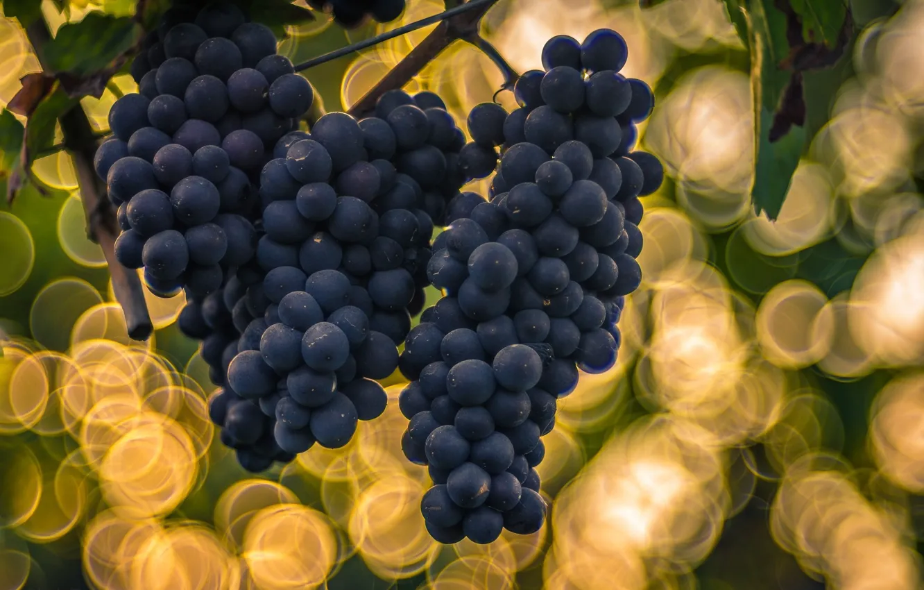 Photo wallpaper background, grapes, bokeh