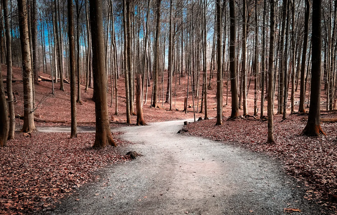 Photo wallpaper road, forest, nature