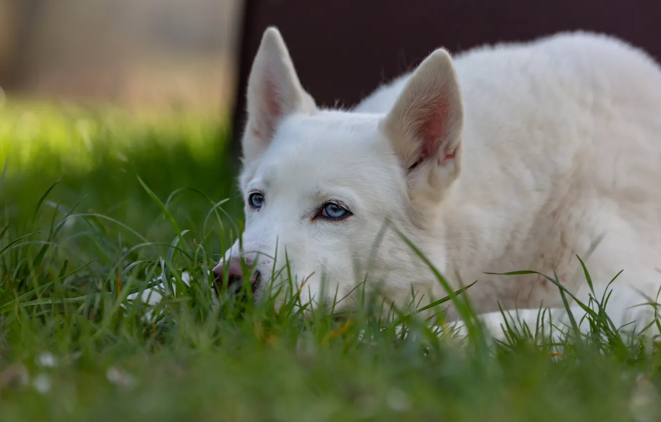Photo wallpaper grass, face, dog, white, ears, Husky