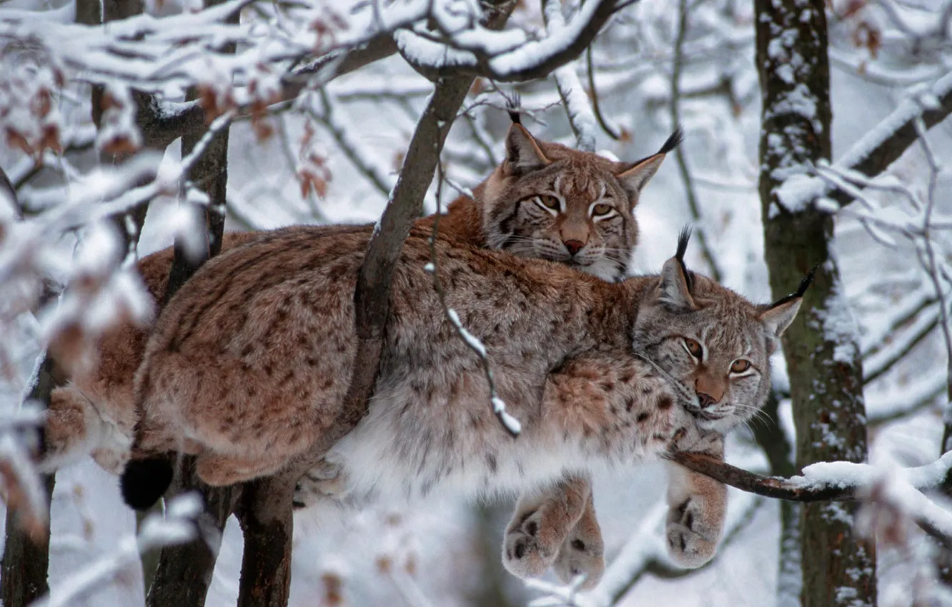 Photo wallpaper winter, cat, snow, trees, branches, Germany, Eurasian lynx, National Park Bavarian forest