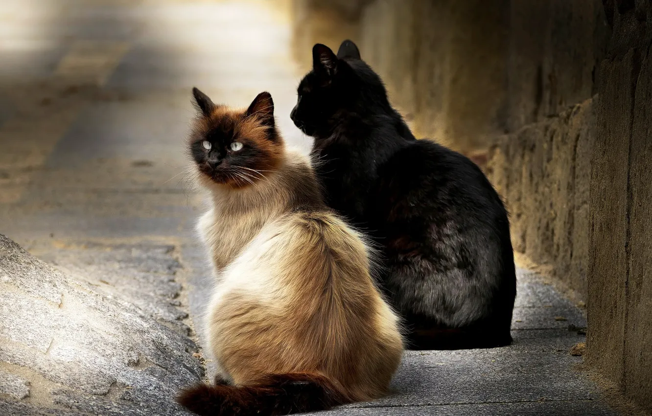 Photo wallpaper cats, background, street