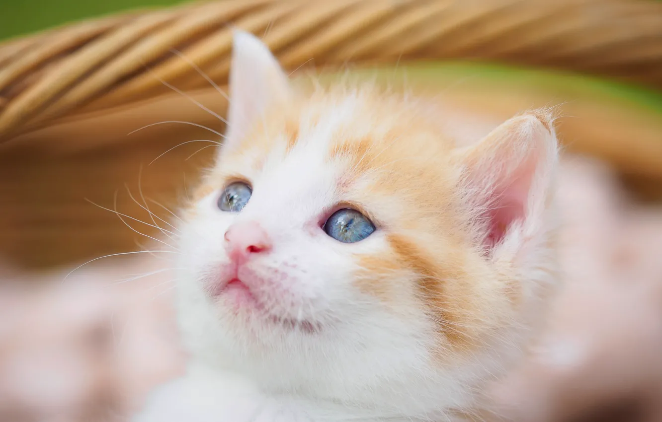Photo wallpaper cat, grass, look, basket, portrait, blur, baby, muzzle