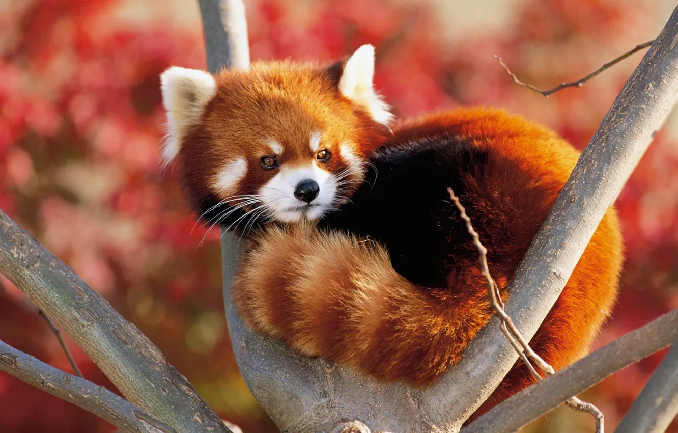 Photo wallpaper autumn, look, light, trees, branches, tail, lies, red Panda