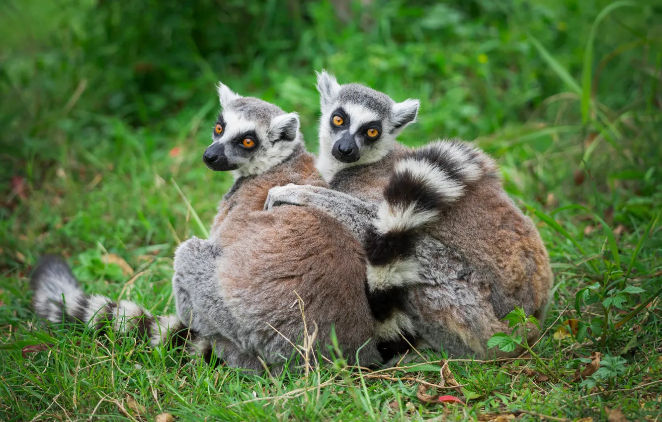Photo wallpaper grass, look, pose, together, glade, pair, lemur, face