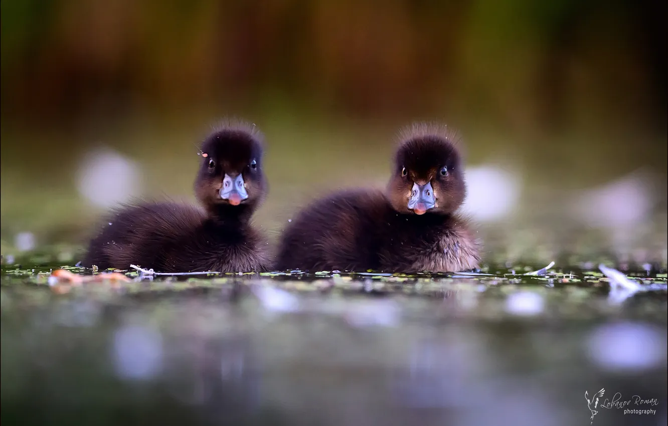 Photo wallpaper water, bird, baby, duck, bokeh, waterfowl, Bro, Lobanov Roman