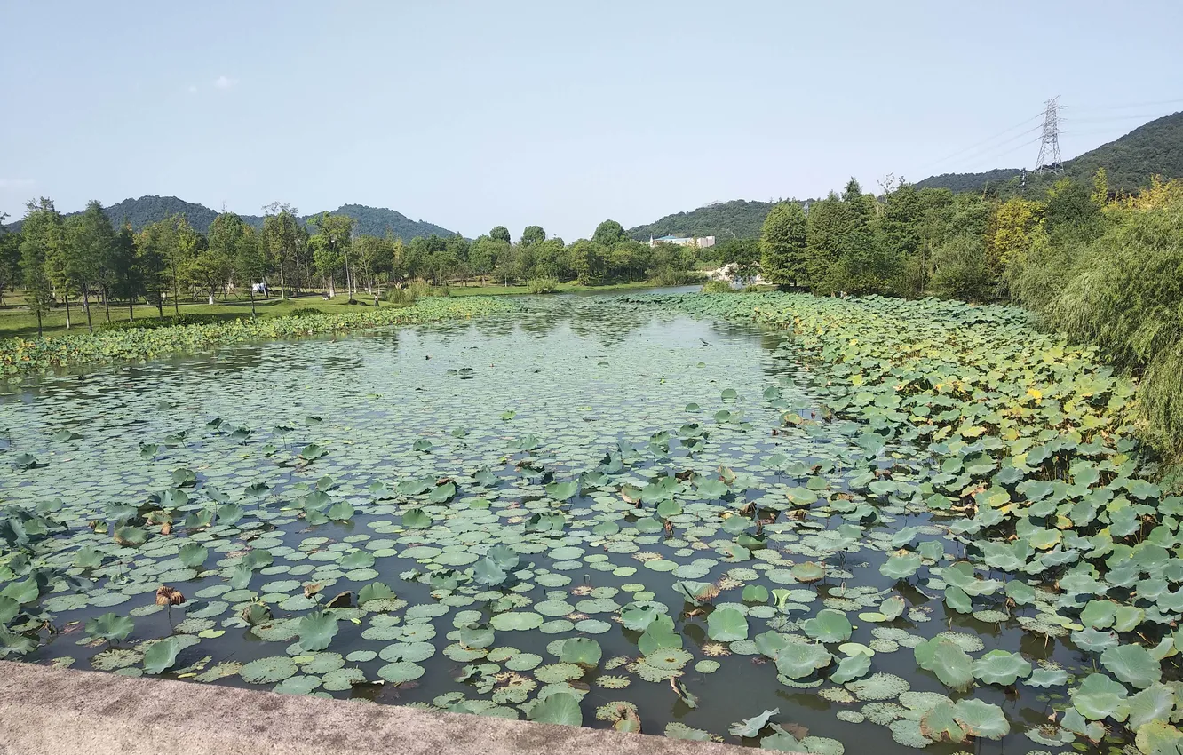 Photo wallpaper Lotus, holidays, lake