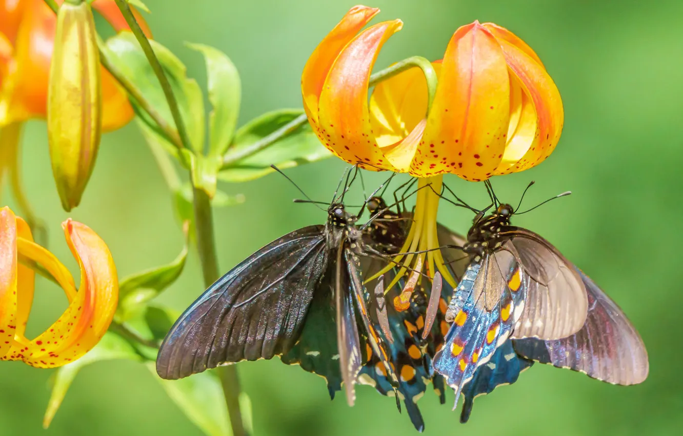 Photo wallpaper macro, flowers, butterfly, Lily, daylilies