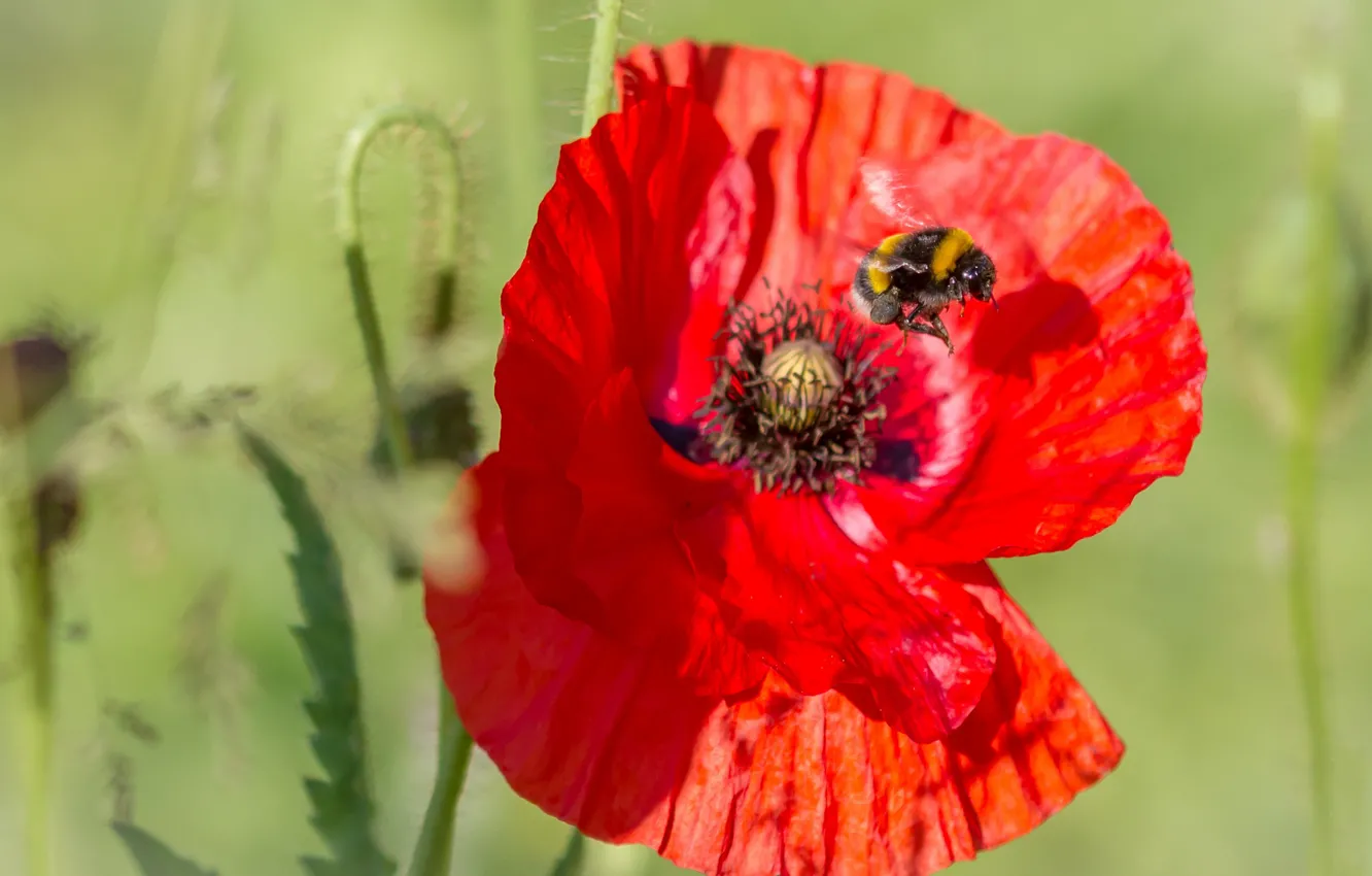 Photo wallpaper macro, Mac, insect, bumblebee