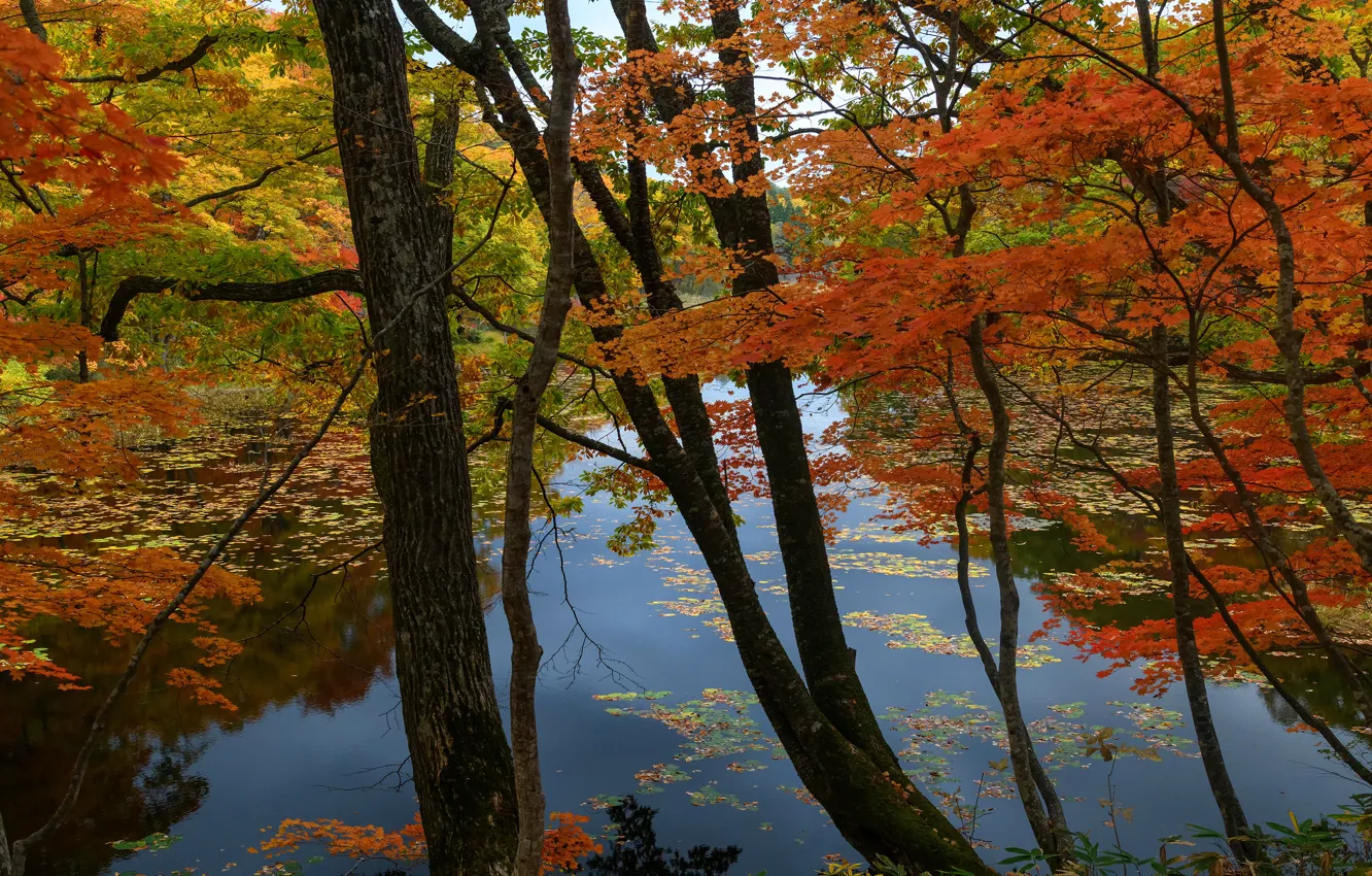 Photo wallpaper autumn, forest, leaves, trees, orange, branches, red, pond