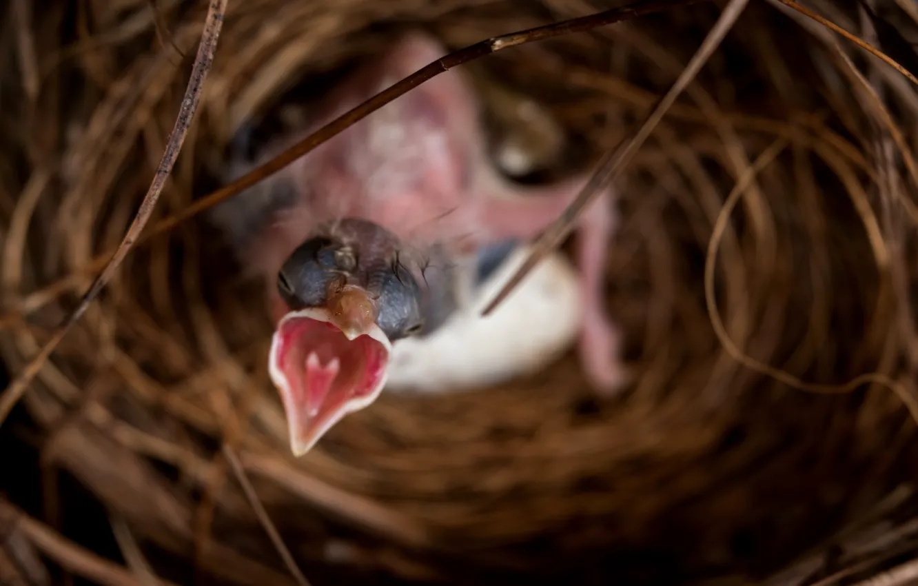Photo wallpaper nature, bird, socket