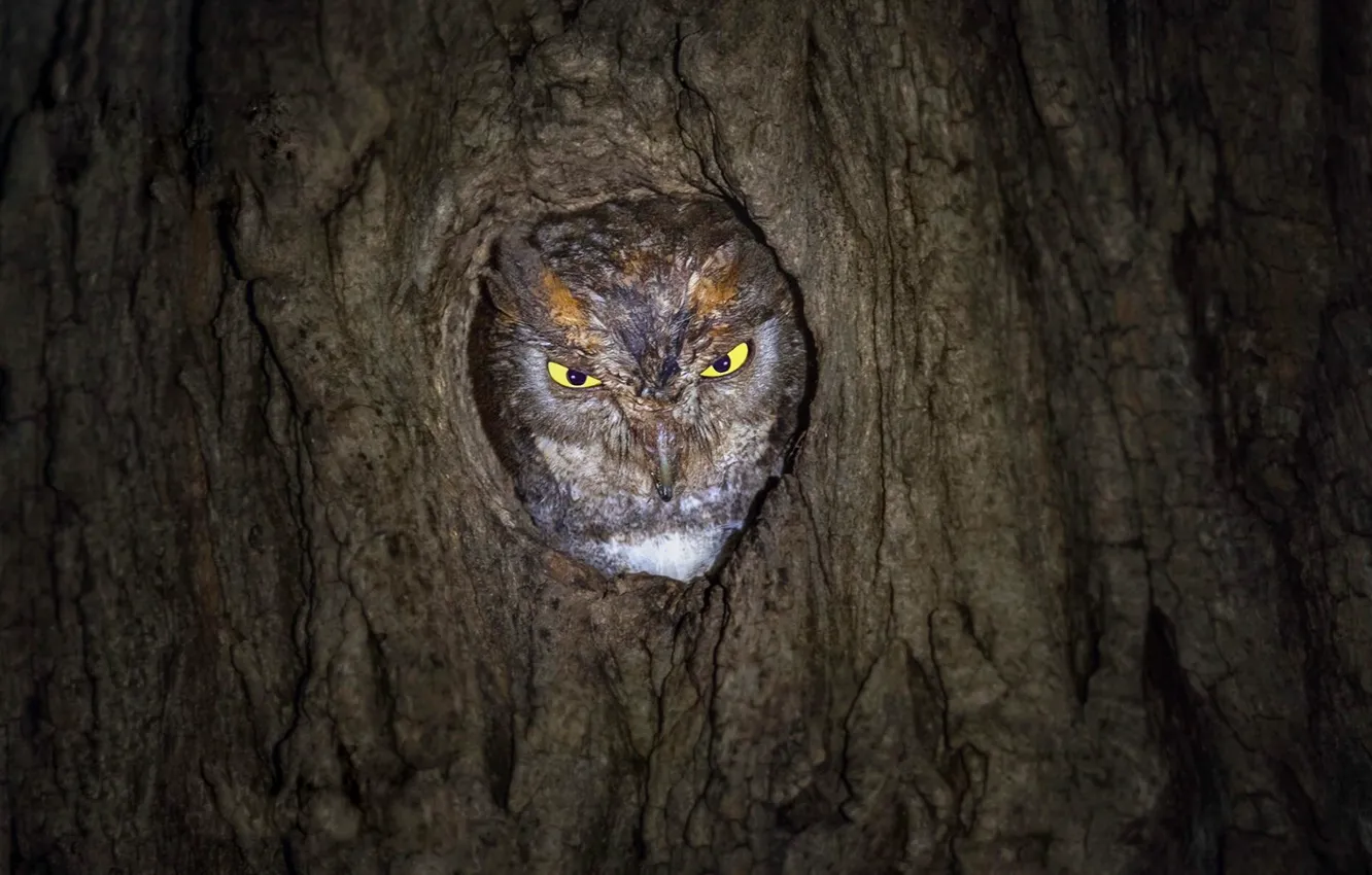 Photo wallpaper owl, bird, the hollow