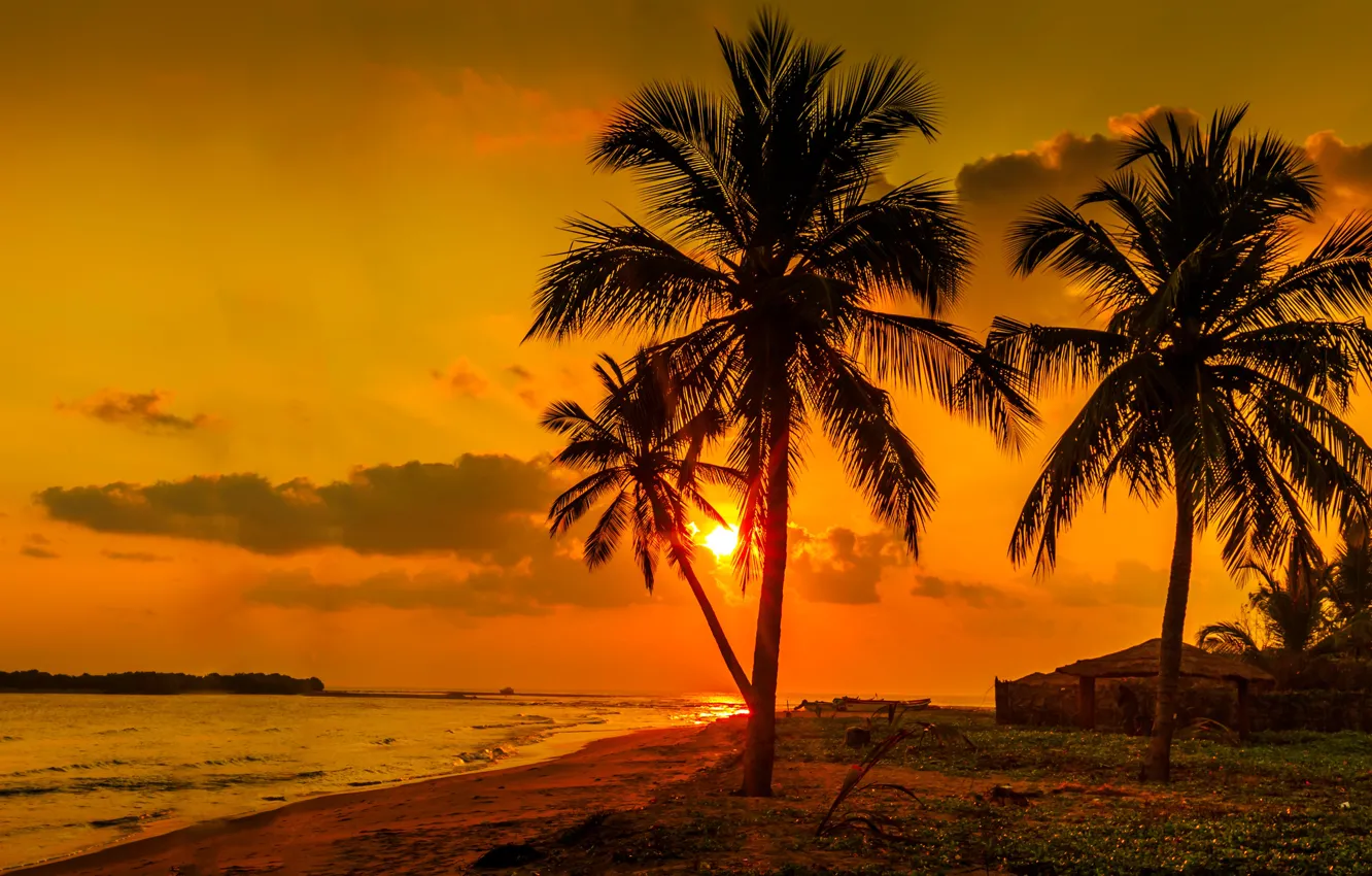 Photo wallpaper sea, sunset, palm trees, shore, Sri Lanka
