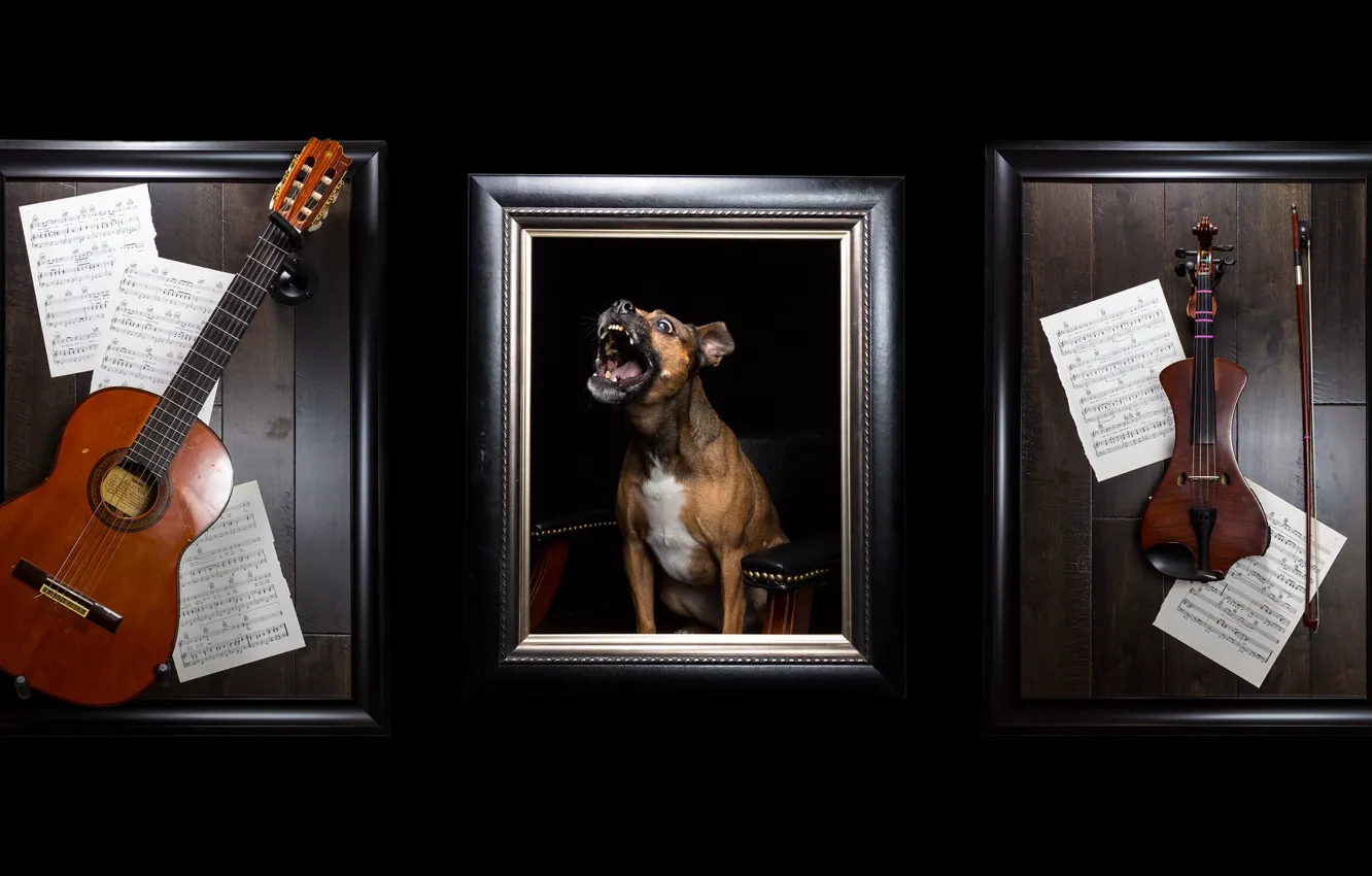 Photo wallpaper notes, music, violin, guitar, dog