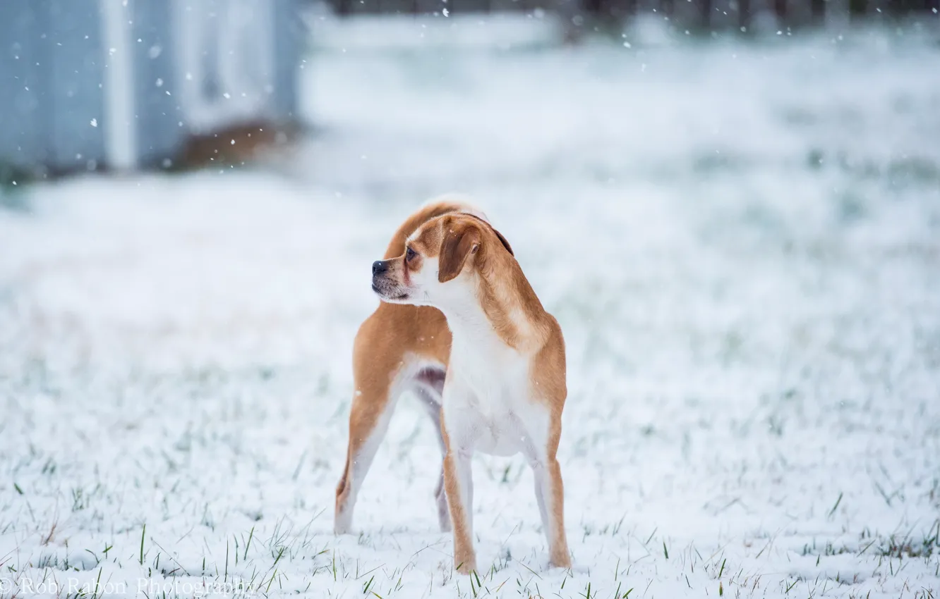 Photo wallpaper winter, background, dog
