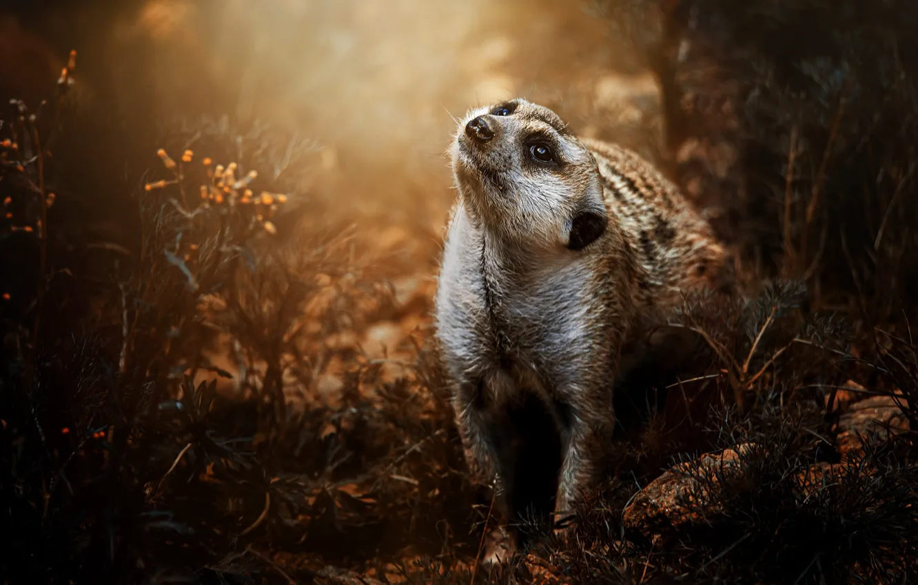 Photo wallpaper look, light, glade, plant, meerkats, face, sitting, the bushes