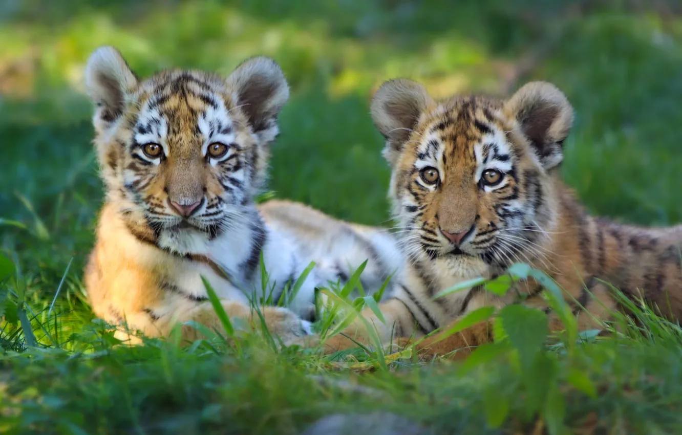 Photo wallpaper kittens, a couple, tigers, the cubs