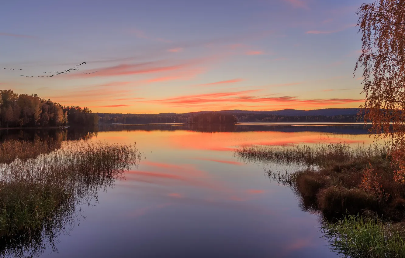 Photo wallpaper forest, dawn, shore, pond
