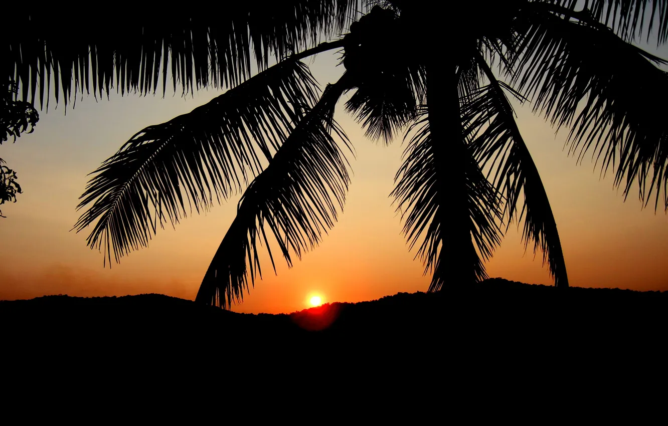 Photo wallpaper sunset, palm trees, silhouette, glow