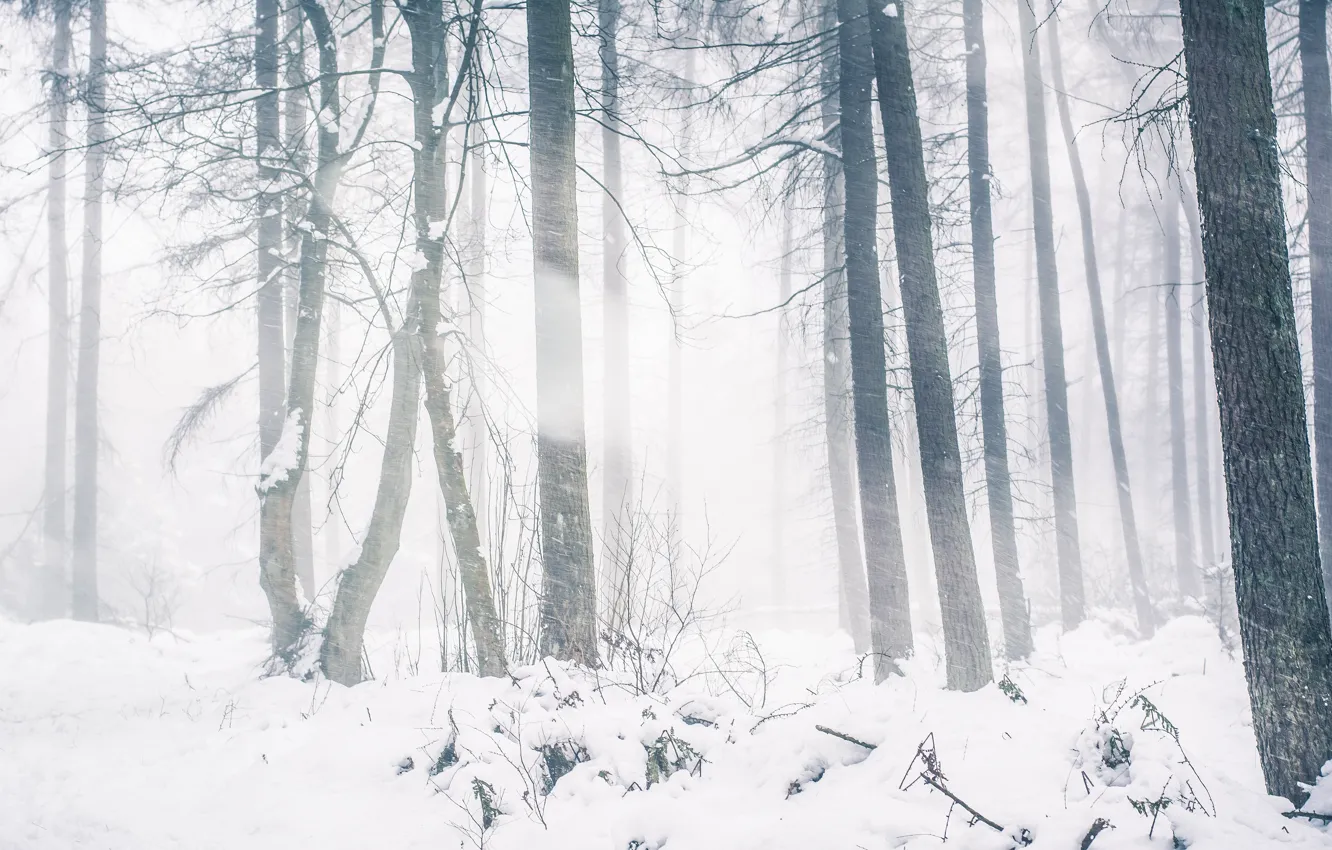 Photo wallpaper winter, forest, light, snow, trees, landscape, branches, nature