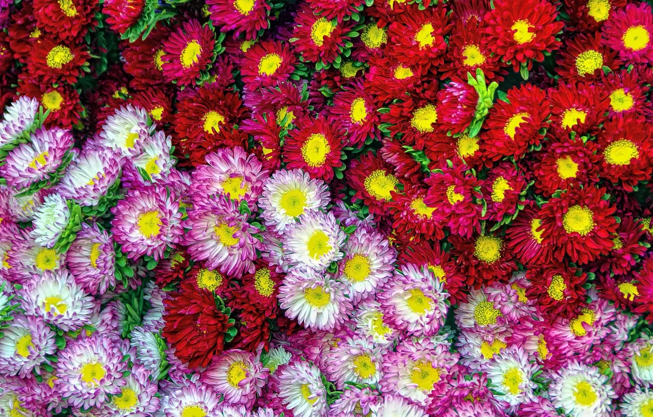 Photo wallpaper macro, a lot, asters