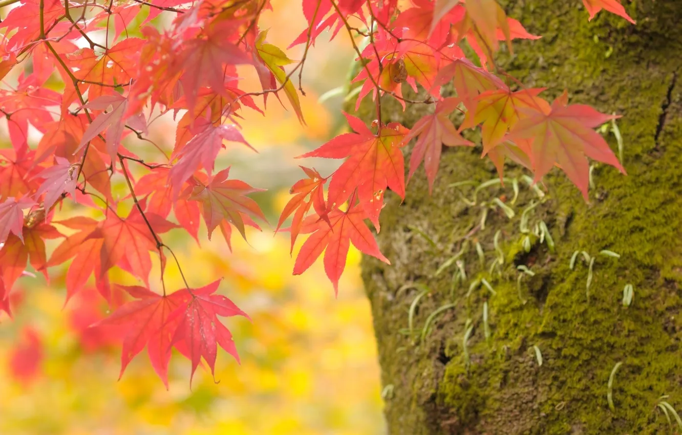 Photo wallpaper autumn, leaves, macro, trees, branches, nature, photo