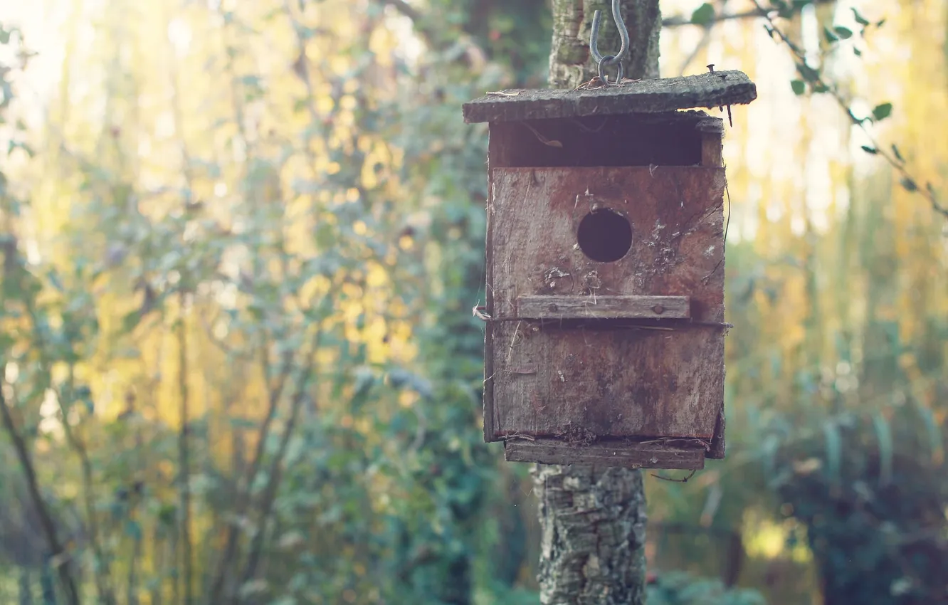 Photo wallpaper forest, socket, sunlight