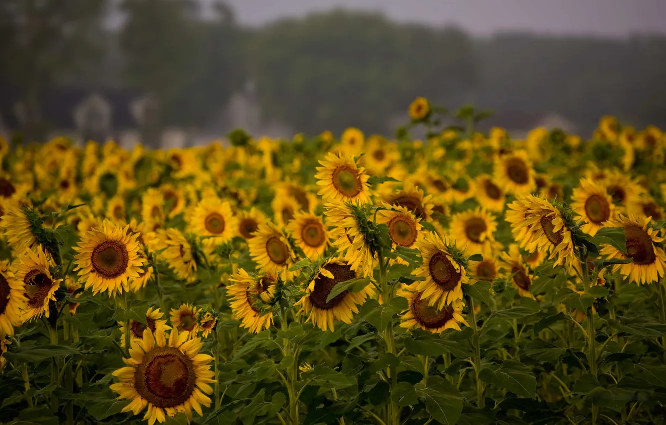 Photo wallpaper field, sunflowers, nature, plant, field, plants, beautiful Wallpapers for desktop