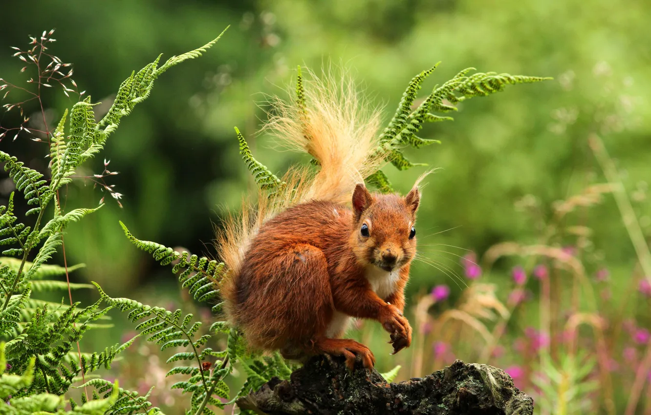 Photo wallpaper forest, grass, flowers, nature, protein, rodent