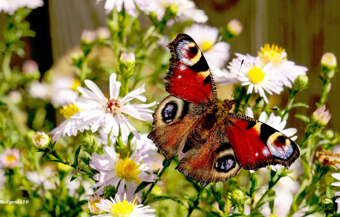 Photo wallpaper flower, butterfly, color, insect, blooming