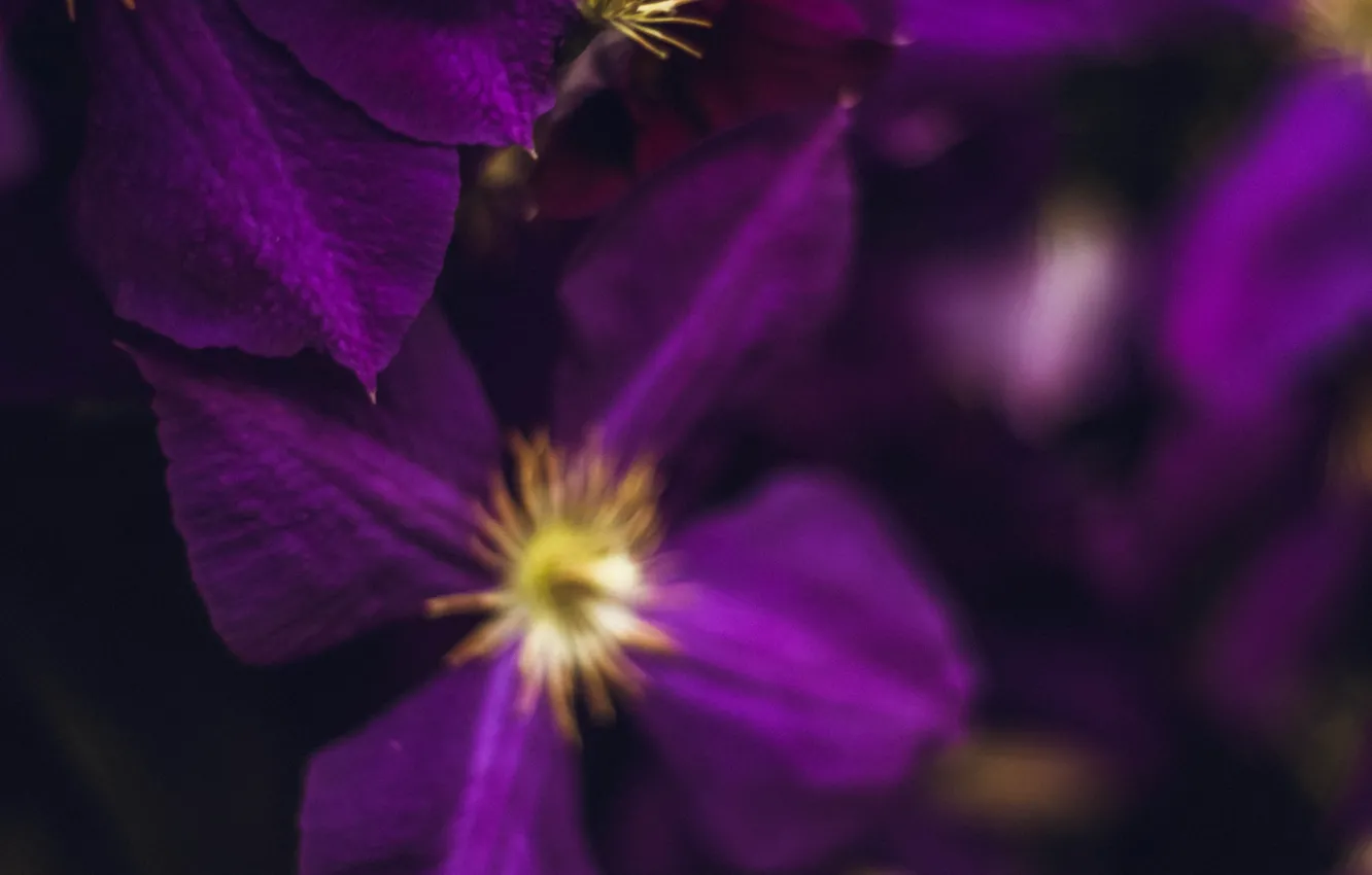 Photo wallpaper purple, macro, flowers