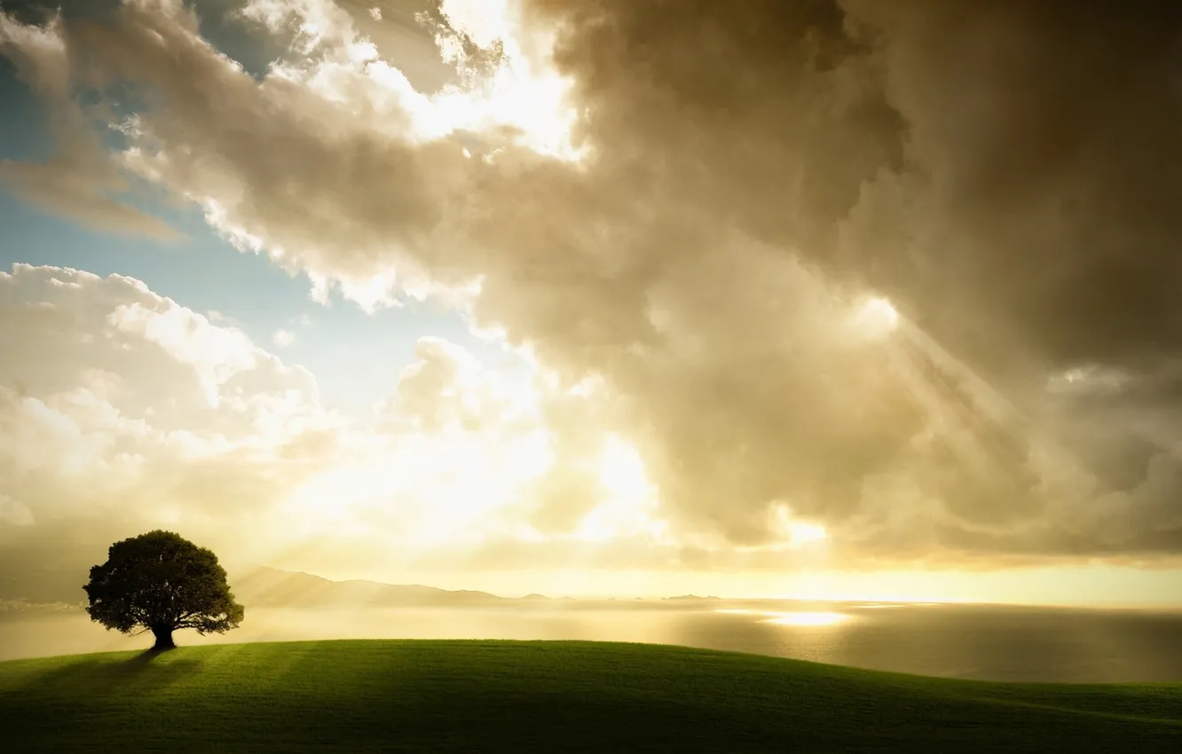 Photo wallpaper field, the sky, clouds, Tree, sunlight