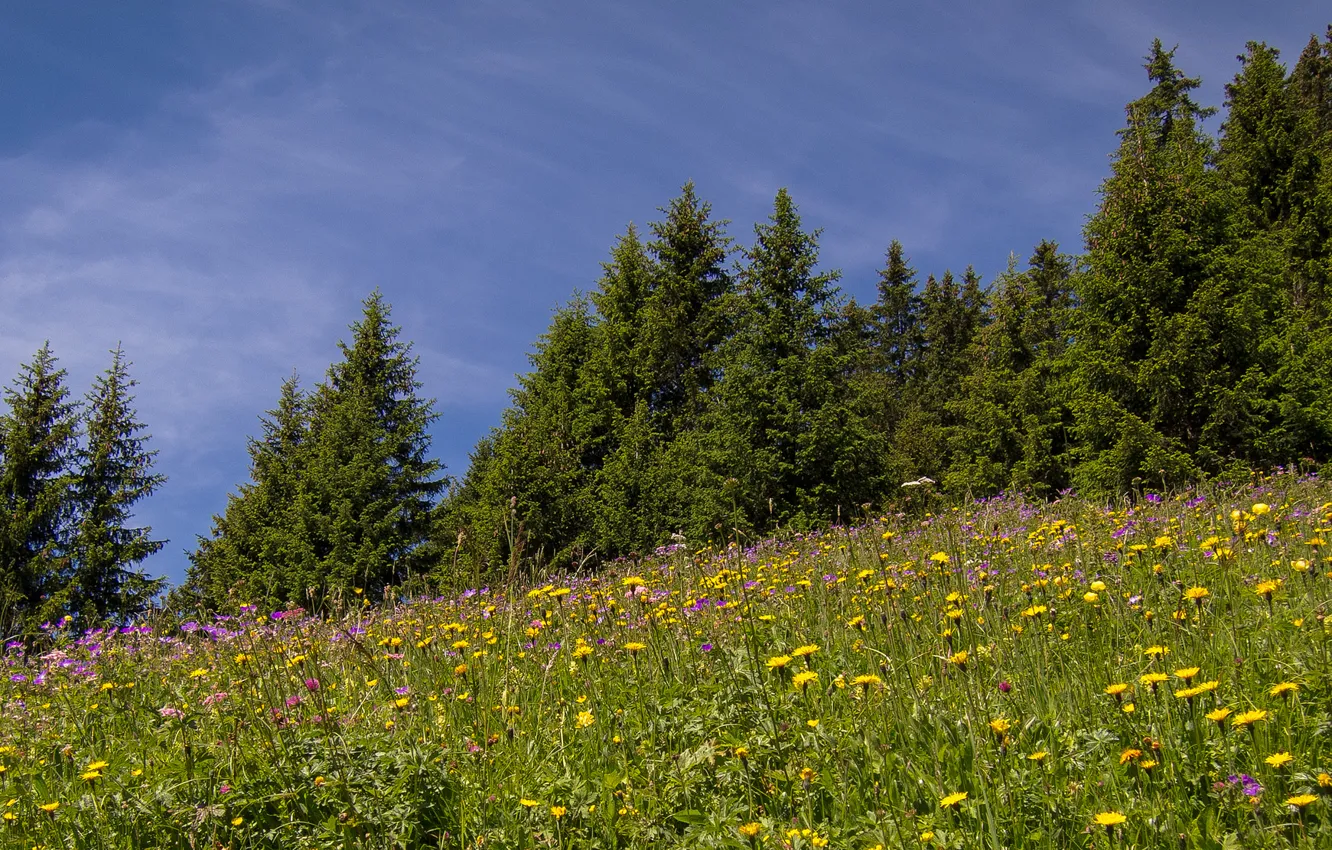 Photo wallpaper trees, flowers, Switzerland, meadow, Switzerland, Eggenschwand