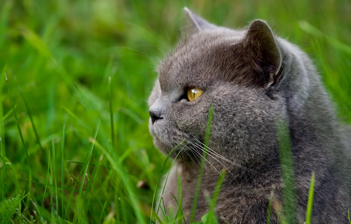 Photo wallpaper cat, cat, face, portrait, British