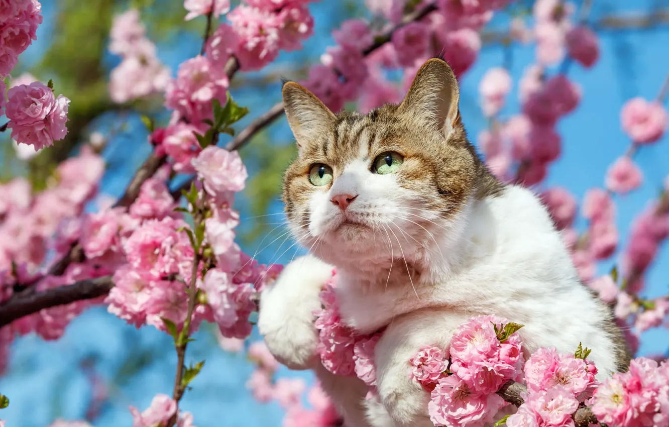 Photo wallpaper cat, cat, look, face, light, flowers, branches, tree