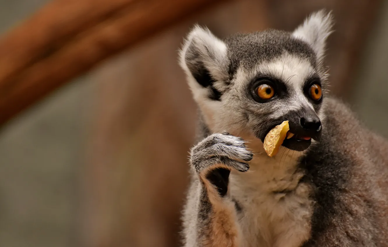 Photo wallpaper look, face, background, portrait, lemur, meal