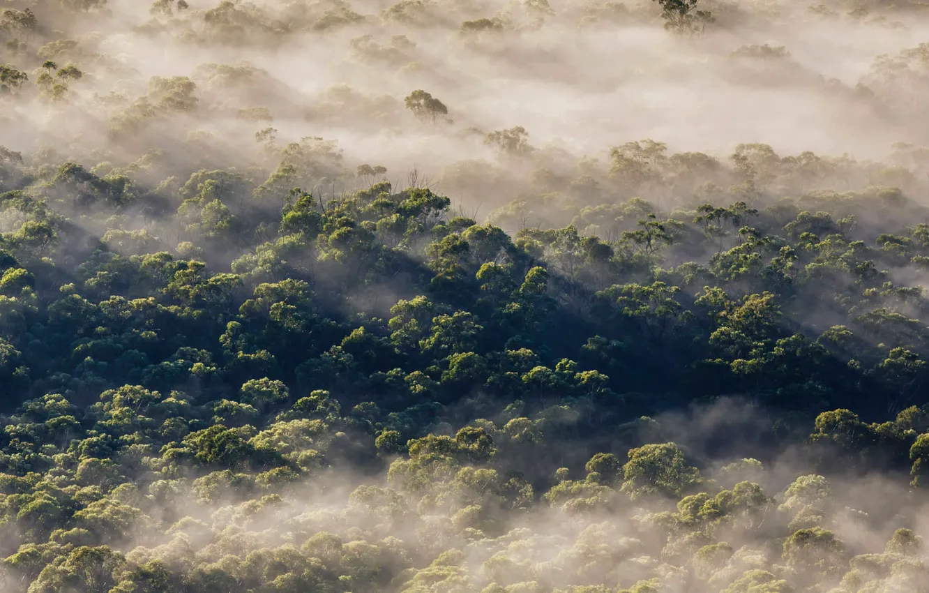 Photo wallpaper forest, trees, fog, Australia, New South Wales