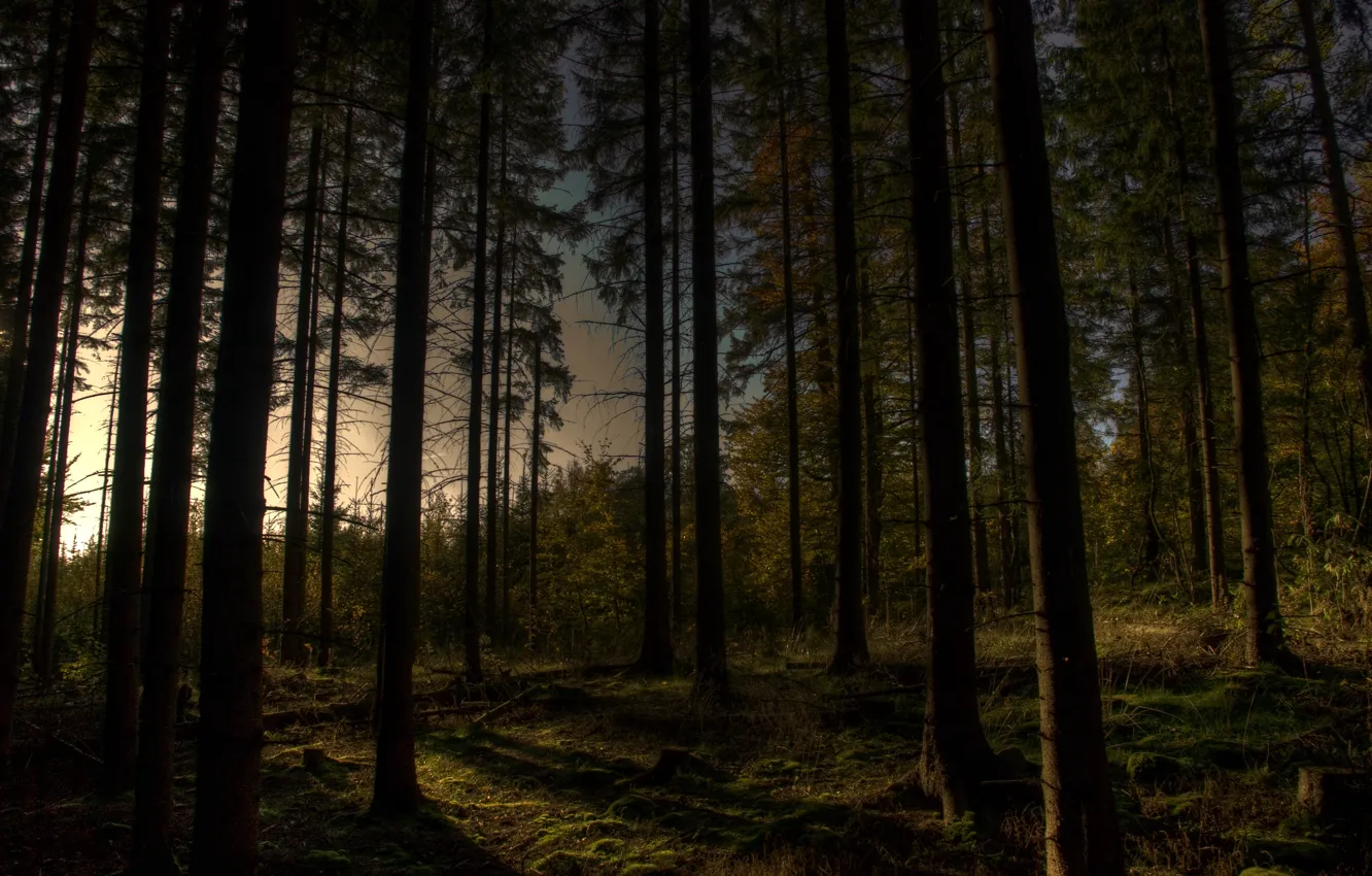 Photo wallpaper forest, trees, the evening