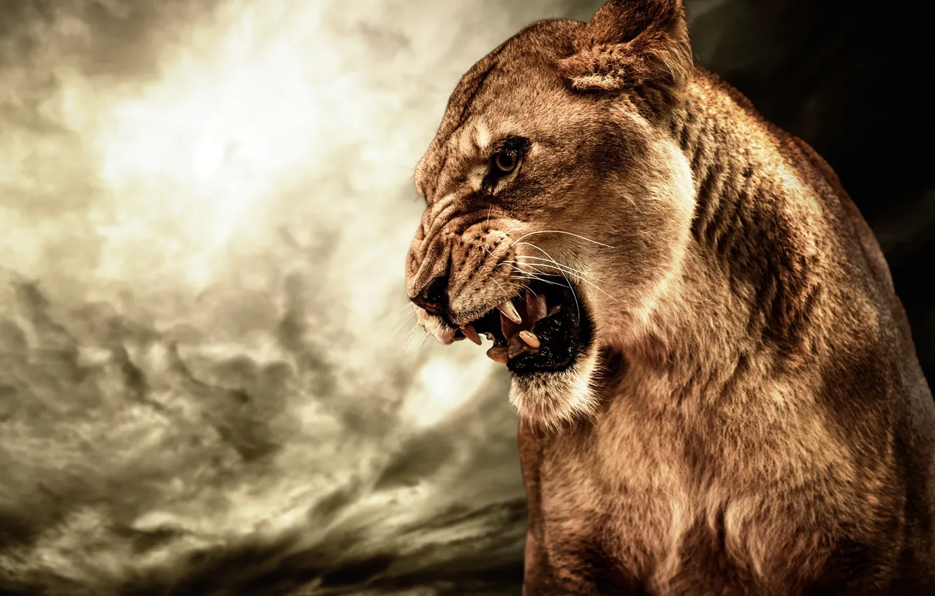 Photo wallpaper cat, animal, anger, HDR, Lioness, roar