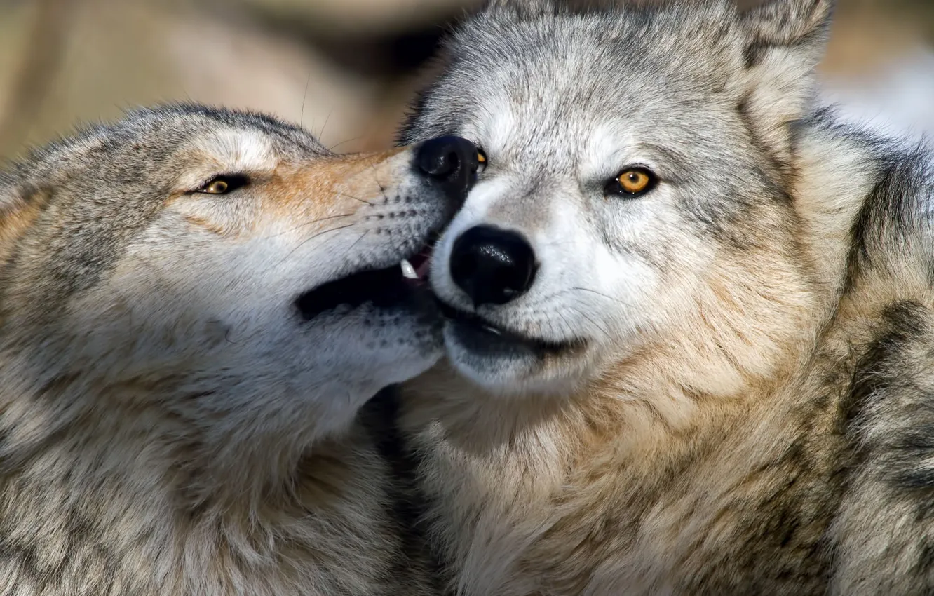 Photo wallpaper nature, Gray Wolf, face, animal, wolf, canis lupus, wildlife, head