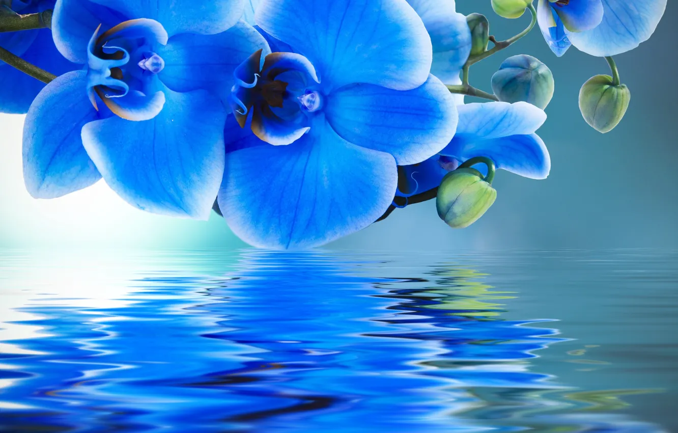 Photo wallpaper water, reflection, orchids