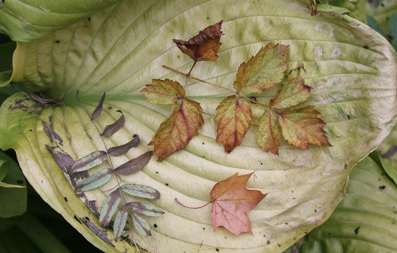 Photo wallpaper autumn, leaves, background, widescreen, wallpaper, widescreen, background, the Wallpapers