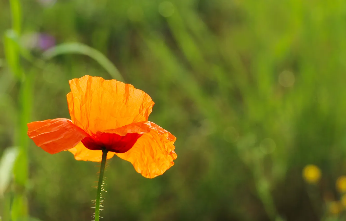 Photo wallpaper red, flower, poppy