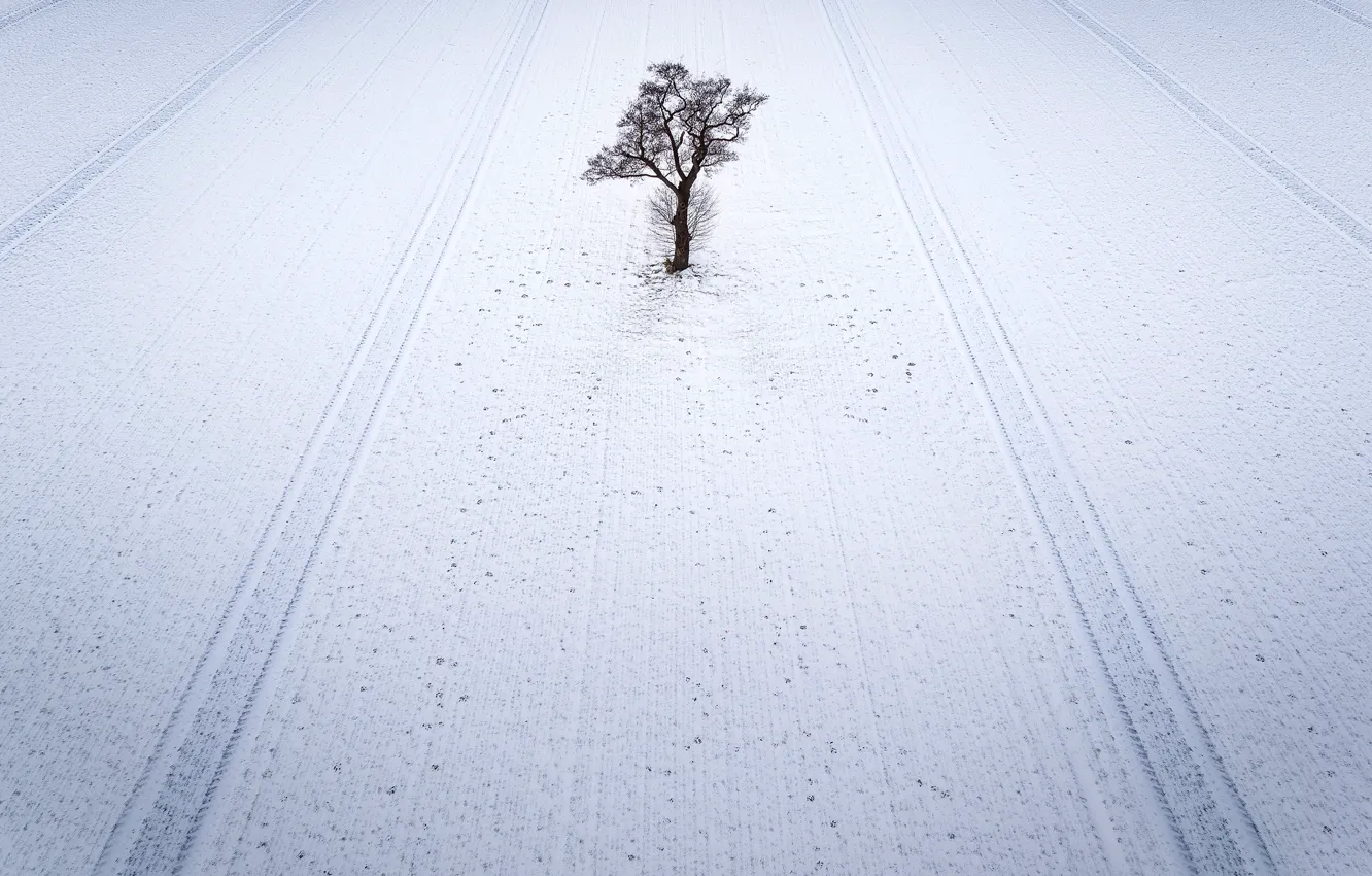 Photo wallpaper winter, field, snow, trees