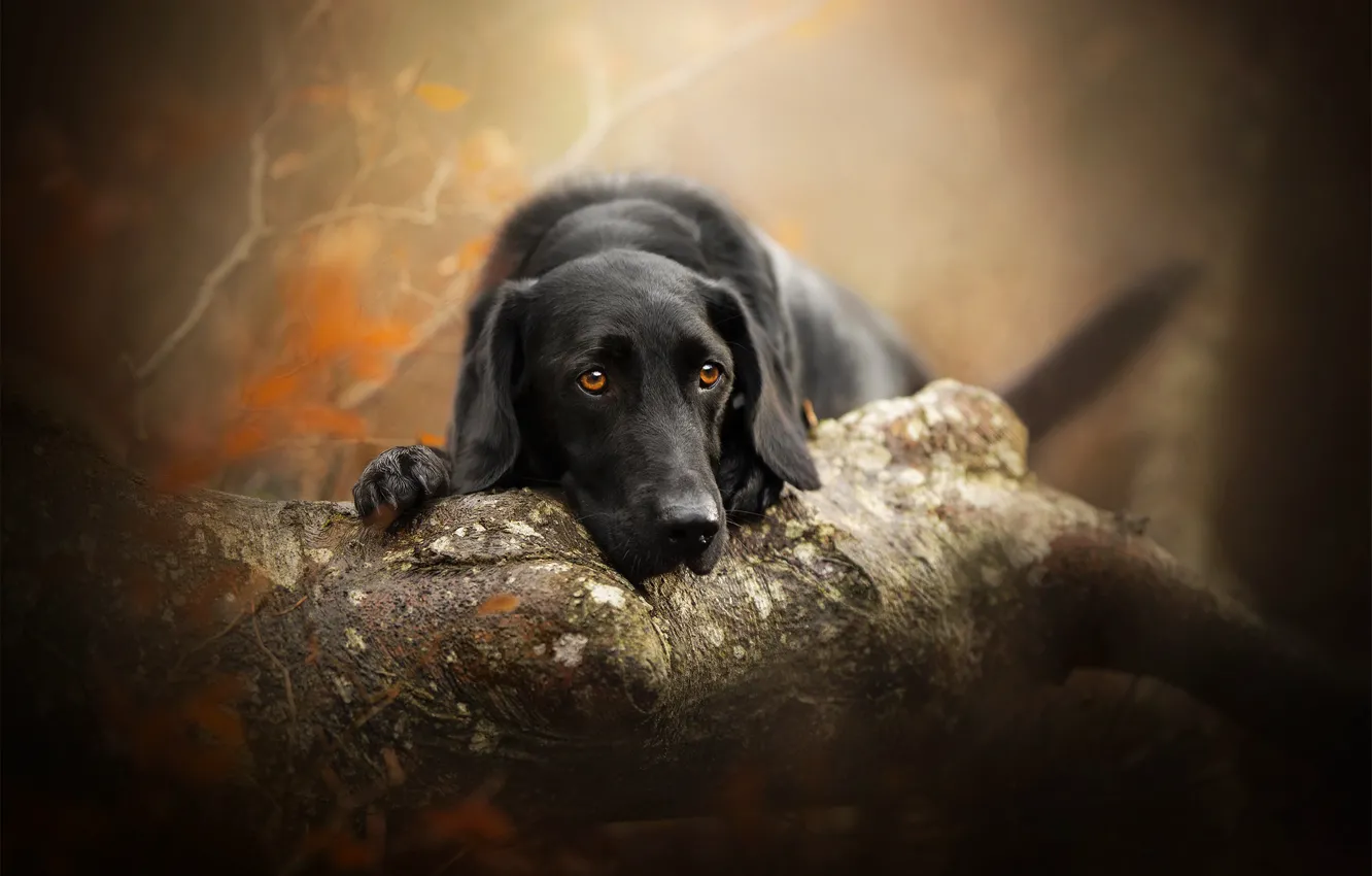 Photo wallpaper look, face, dog, log, bokeh