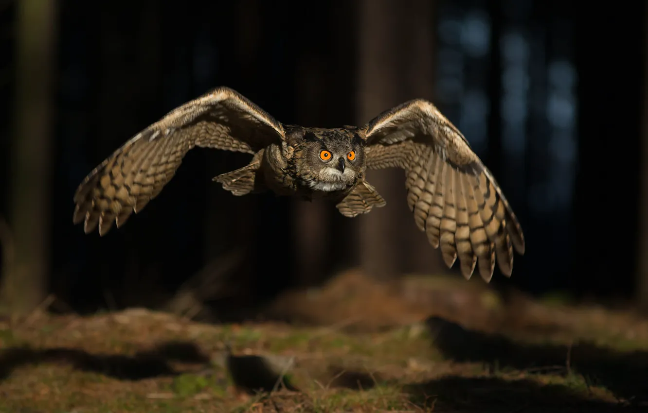 Photo wallpaper forest, look, light, flight, the dark background, owl, owl, wingspan